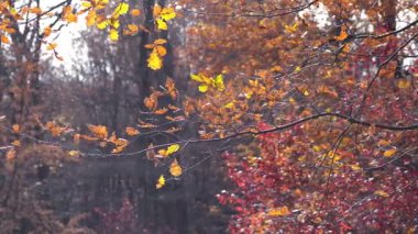 Sonbahar manzarasında sarı yaprakları olan güzel bir ağaç. Ağaçların altın yaprakları yavaş çekimde düşüyor. Şehir parkında büyük yapraklı altın sonbahar ağacı.
