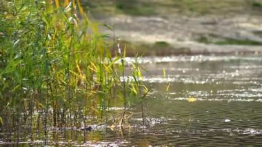 Şehir parkında sakin bir gölün kıyısında yeşil ve sarı kamış kamışlarının filizlendiği sonbahar manzarası.