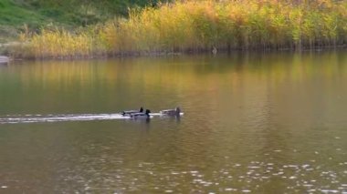 Bir vahşi ördek sürüsü küçük sessiz bir gölde yüzüyor. Berrak sularda yüzen ve yiyecek arayan ördek sürüsüyle sakin bir gölün sonbahar manzarası.