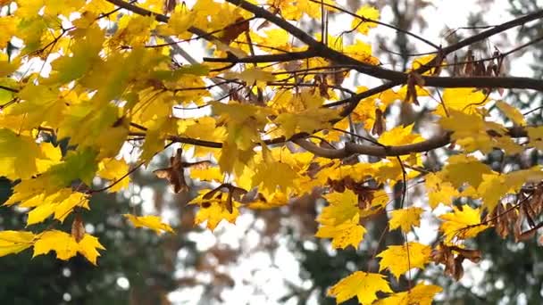 秋天的风景 美丽的树 金黄的树叶缓缓落下 城市公园里的金秋树 叶子很大 — 图库视频影像