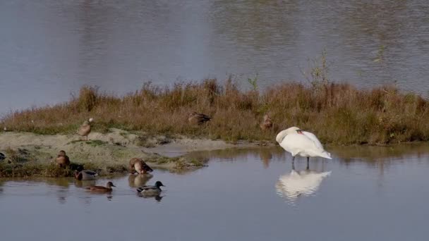 Cygne Blanc Nage Dans Lac Parc Ville Automne Gros Plan — Video