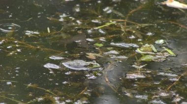 Büyük yeşil kurbağalar çiftleşme mevsiminde sıcacık bataklıklarında yüksek sesle vıraklarlar..