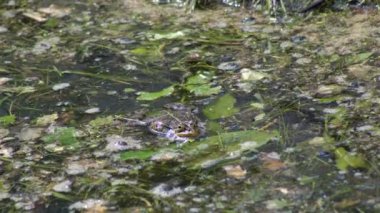 Büyük yeşil kurbağalar çiftleşme mevsiminde sıcacık bataklıklarında yüksek sesle vıraklarlar..