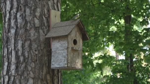 木造の家に住む鳥 世話をする羽の鳥が雛に餌を与えに到着し 食べ物を求めて飛び去る — ストック動画