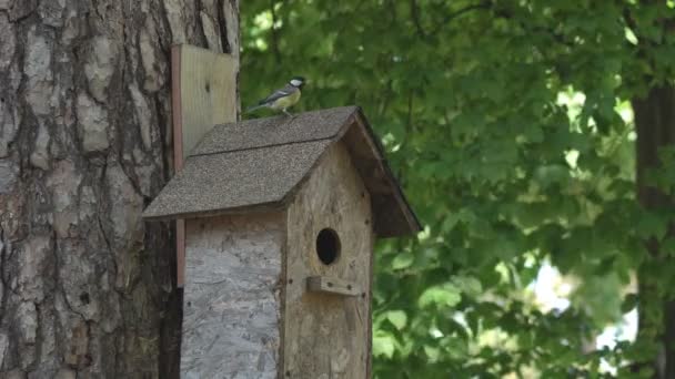 Ptak Żyjący Drewnianym Domu Troskliwy Ptak Przylatuje Nakarmić Pisklęta Odlatuje — Wideo stockowe