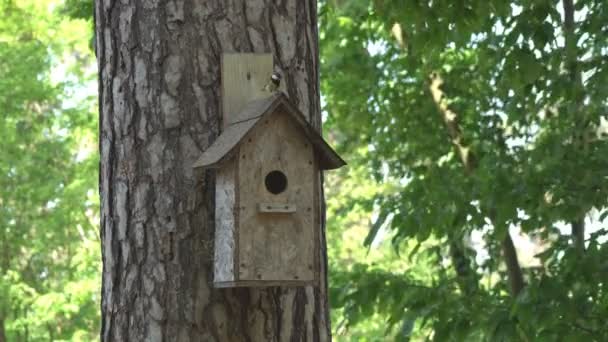 木造の家に住む鳥 世話をする羽の鳥が雛に餌を与えに到着し 食べ物を求めて飛び去る — ストック動画