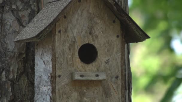 Fågel Som Bor Ett Trähus Vårdande Fågel Anländer För Att — Stockvideo