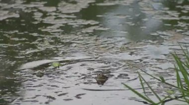 Büyük yeşil kurbağalar çiftleşme mevsiminde sıcacık bataklıklarında yüksek sesle vıraklarlar..