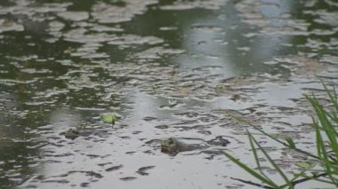 Büyük yeşil kurbağalar çiftleşme mevsiminde sıcacık bataklıklarında yüksek sesle vıraklarlar..