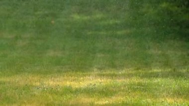 Şiddetli yağmur bir orman bölgesindeki yeşil yaprakların üzerine dökülüyor.