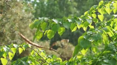 Şiddetli yağmur bir orman bölgesindeki yeşil yaprakların üzerine dökülüyor.