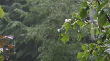 Şiddetli yağmur bir orman bölgesindeki yeşil yaprakların üzerine dökülüyor.