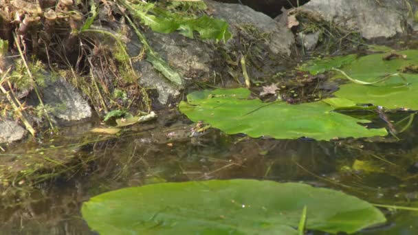 Büyük Yeşil Kurbağalar Çiftleşme Mevsiminde Sıcacık Bataklıklarında Yüksek Sesle Vıraklarlar — Stok video
