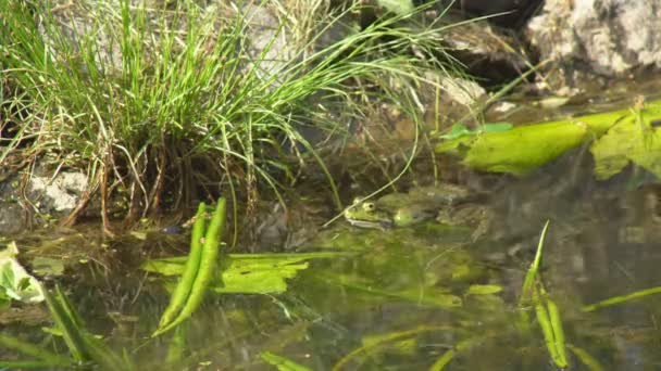 Большие Зеленые Лягушки Громко Квакают Время Брачного Сезона Своем Уютном — стоковое видео