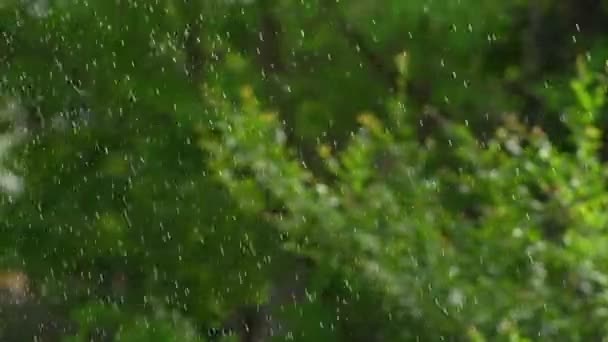 Важкий Дощ Виливається Зелене Листя Лісовій Зоні — стокове відео