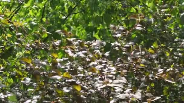 Silný Déšť Rozlévá Zelené Listy Lesní Oblasti — Stock video