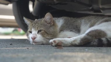Sevimli, kısa saçlı, parlak yeşil gözlü, gri evcil bir kedi doğada huzur içinde yürüyor, kameraya ve şaşılara bakıyor. Keyifli ve tembel ruh hali.