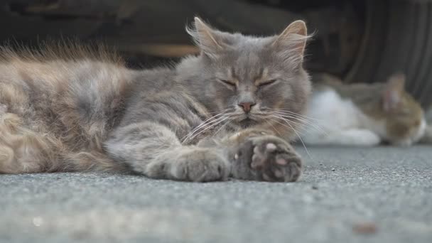 Słodki Dorosły Krótkowłosy Siwy Domowy Kot Jasnozielonymi Oczami Spaceruje Spokojnie — Wideo stockowe