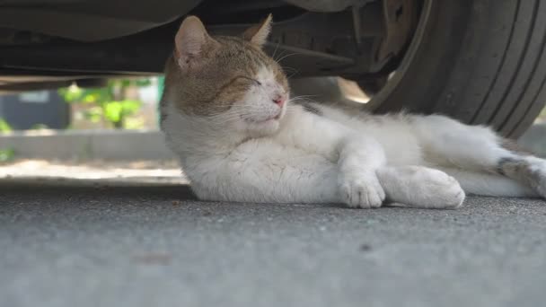 Słodki Dorosły Krótkowłosy Siwy Domowy Kot Jasnozielonymi Oczami Spaceruje Spokojnie — Wideo stockowe