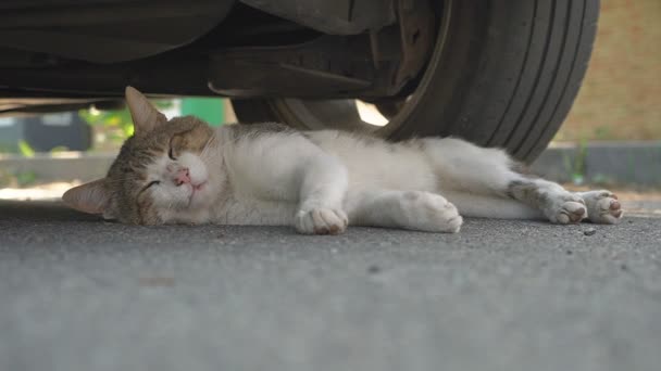 Sevimli Kısa Saçlı Parlak Yeşil Gözlü Gri Evcil Bir Kedi — Stok video