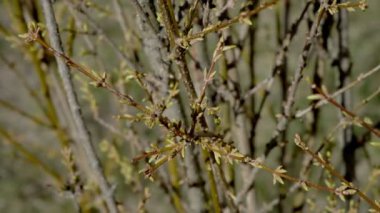Sıcak bir günde çiçek açan yeşil tomurcuklu bahar çalısı