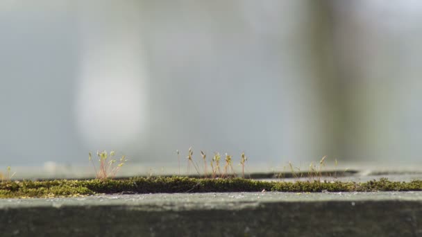 在木制表面上生长的绿色苔藓幼芽被小蚂蚁近距离观察 — 图库视频影像