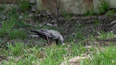 İki siyah başlıklı karga, bahar mevsiminde çimenli bir çayırda beslenir..