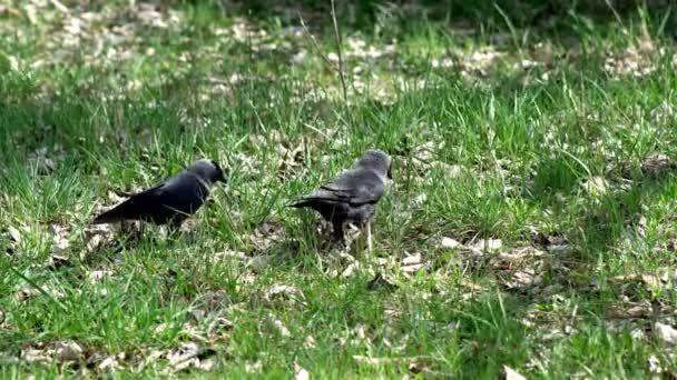 Zwei Schwarzkopfkrähen Ernähren Sich Während Der Brutzeit Frühjahr Auf Einer — Stockvideo