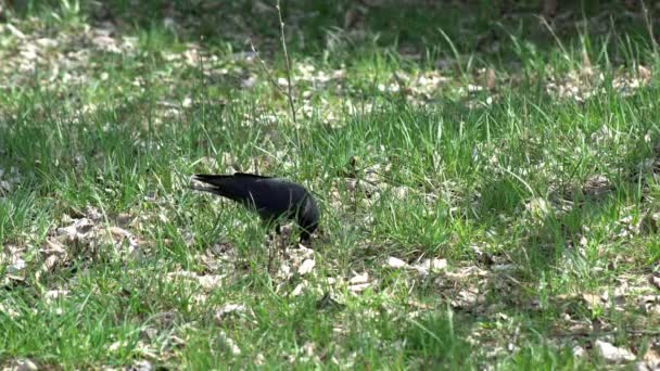 Zwei Schwarzkopfkrähen Ernähren Sich Während Der Brutzeit Frühjahr Auf Einer — Stockvideo