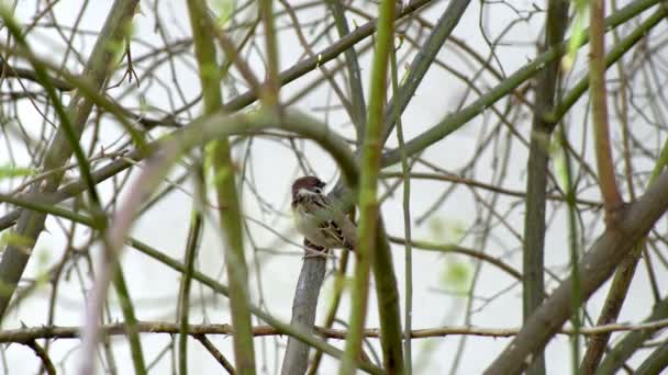 麻雀坐在灌木丛的树枝上 环顾四周 吹着羽毛 — 图库视频影像