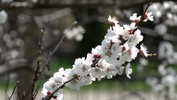 春には白い花で豊かに咲く桜 — ストック動画