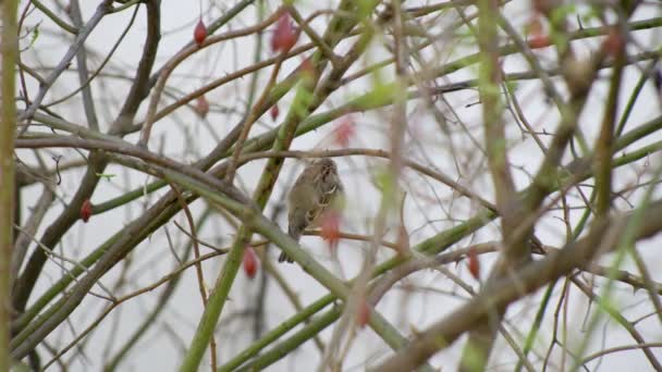 Tree Sparrow Sitting Branches Bush Looking Puffing Out Its Feathers — Stock Video