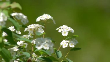 Beyaz çiçek - güzel jasmin çiçek çiçek bitki.