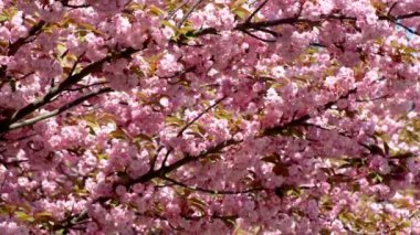 Baharda Sakura çiçekleri, yakınlaştırın. Bahçede pembe kiraz çiçeği. Dal üzerinde gül sakura çiçekleri, yakın çekim videosu