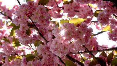 Baharda Sakura çiçekleri, yakınlaştırın. Bahçede pembe kiraz çiçeği. Dal üzerinde gül sakura çiçekleri, yakın çekim videosu
