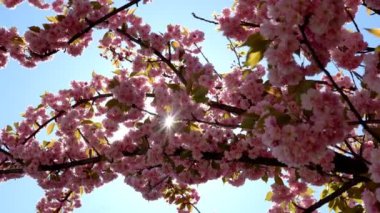 Baharda Sakura çiçekleri, yakınlaştırın. Bahçede pembe kiraz çiçeği. Dal üzerinde gül sakura çiçekleri, yakın çekim videosu