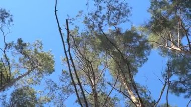 Orman ağaçları arasında sonbahar doğası ve yavaş kamera hareketi