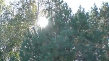 Güneş ışınları sonbahar ormanlarında kamerayı hareket ettirirken ağaç dallarını delip geçiyor.