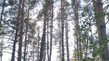 Güneş ışınları sonbahar ormanlarında kamerayı hareket ettirirken ağaç dallarını delip geçiyor.