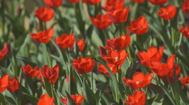 Parlak kırmızı laleleri olan bir çiçek tarhı