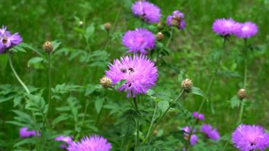 Arı parkta kırmızı bir çiçeğin nektarını topluyor.