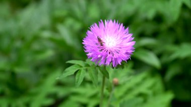 Arı parkta kırmızı bir çiçeğin nektarını topluyor.