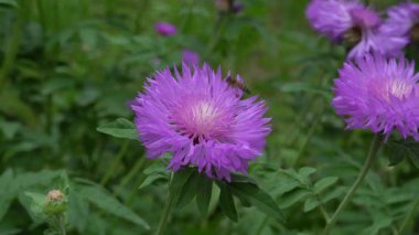 Arı parkta kırmızı bir çiçeğin nektarını topluyor.