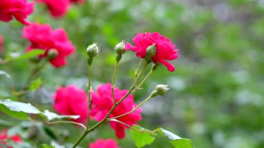 Parlak kırmızı güller yemyeşil bir bahçede çiçeklerden birinin içinde bir arı açar.