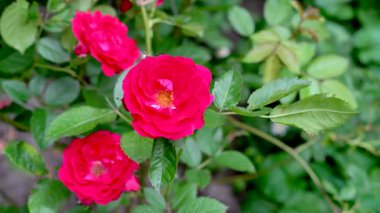 Parlak kırmızı güller yemyeşil bir bahçede çiçeklerden birinin içinde bir arı açar.