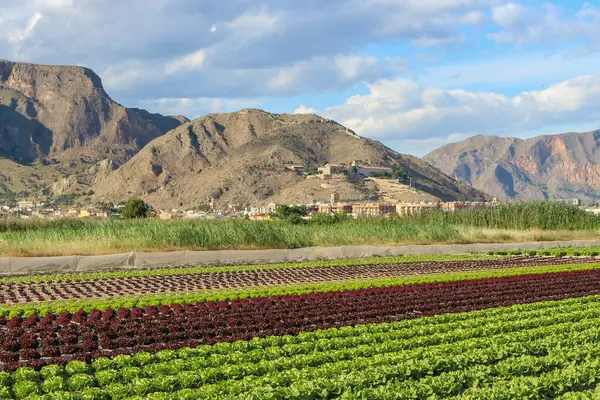 Vega Baja del Segura - Hermoso paisaje de la huerta de Orihuela y su sierra