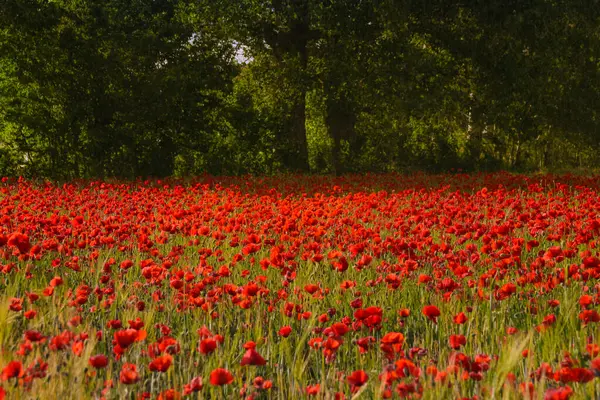 Castilla La Mancha - Campos de amapolas silvestres on primavera