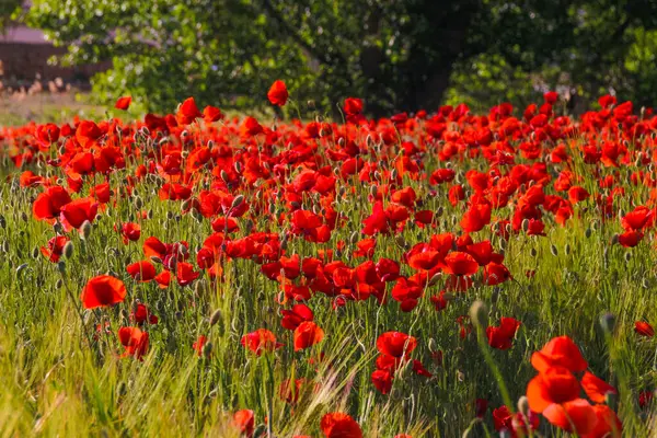 Castilla La Mancha - Campos de amapolas silvestres on primavera