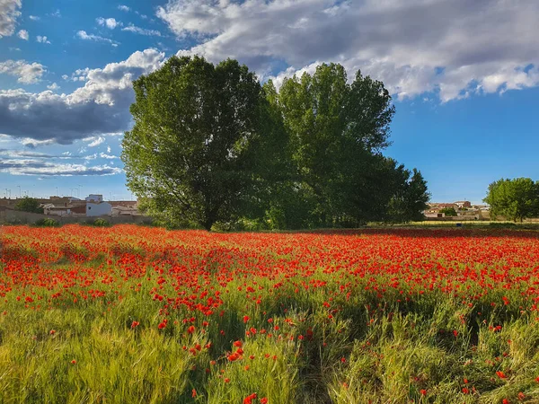 Castilla La Mancha - Campos de amapolas silvestres on primavera