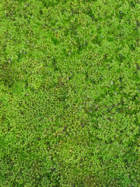 Doku de fondo tupido de plantitas verdes